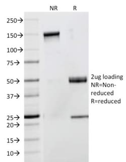 CD53 Antibody (63-5A3), Novus Biologicals 0.2mg; Unlabeled:Antibodies,